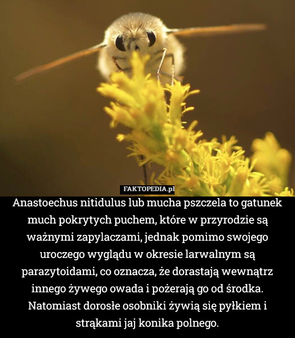 Anastoechus nitidulus lub mucha pszczela to gatunek much pokrytych puchem, które w przyrodzie są ważnymi zapylaczami, jednak pomimo swojego uroczego wyglądu w okresie larwalnym są parazytoidami, co oznacza, że dorastają wewnątrz innego żywego owada i pożerają go od środka. Natomiast dorosłe osobniki żywią się pyłkiem i strąkami jaj konika polnego. 