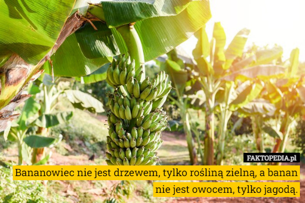 Bananowiec nie jest drzewem, tylko rośliną zielną, a banan nie jest owocem, tylko jagodą. 