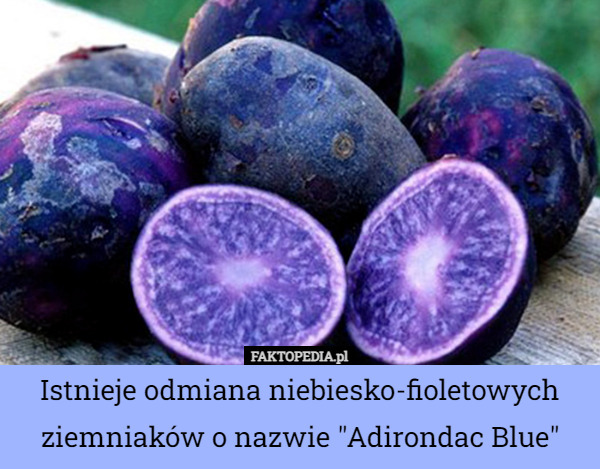Istnieje odmiana niebiesko-fioletowych ziemniaków o nazwie "Adirondac Blue" 