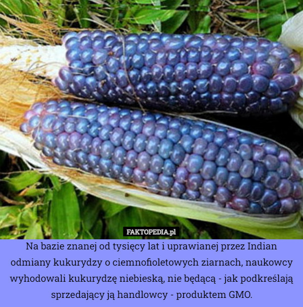 Na bazie znanej od tysięcy lat i uprawianej przez Indian odmiany kukurydzy o ciemnofioletowych ziarnach, naukowcy wyhodowali kukurydzę niebieską, nie będącą - jak podkreślają sprzedający ją handlowcy - produktem GMO. 