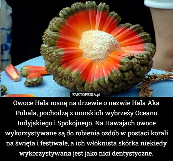 Owoce Hala, rosną na drzewie o nazwie Hala Aka Puhala, pochodzą z morskich wybrzeży Oceanu Indyjskiego i Spokojnego. Na Hawajach owoce wykorzystywane są do robienia ozdób na święta i festiwale w postaci korali, a ich włóknista skórka niekiedy wykorzystywana jest jako nici dentystyczne. 