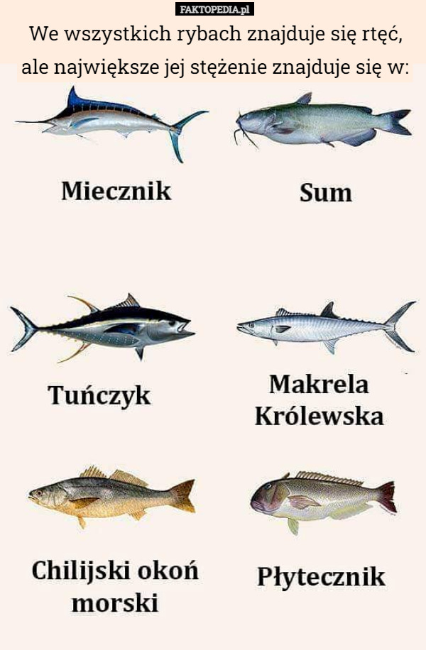 We wszystkich rybach znajduje się rtęć, ale największe jej stężenie znajduje się w: 
