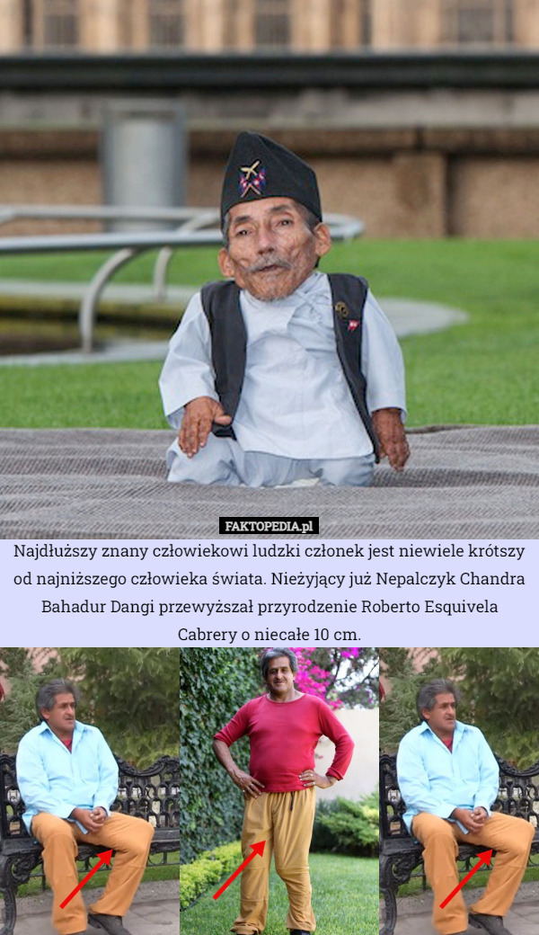 Najdłuższy znany człowiekowi ludzki członek jest niewiele krótszy od najniższego człowieka świata. Nieżyjący już Nepalczyk Chandra Bahadur Dangi przewyższał przyrodzenie Roberto Esquivela Cabrery o niecałe 10 cm. 