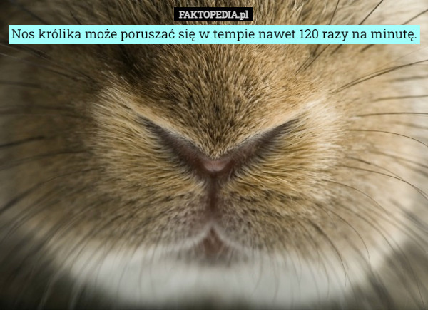 Nos królika może poruszać się w tempie nawet 120 razy na minutę. 