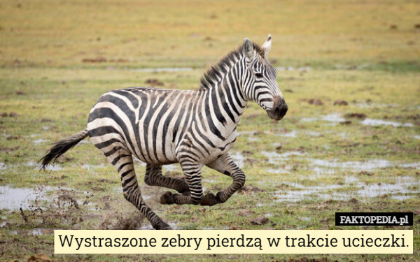 Wystraszone zebry pierdzą w trakcie ucieczki. 