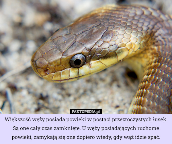 Większość węży posiada powieki w postaci przezroczystych łusek. Są one cały czas zamknięte. U węży posiadających ruchome powieki, zamykają się one dopiero wtedy, gdy wąż idzie spać. 