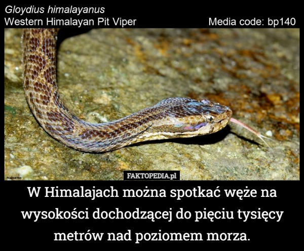 W Himalajach można spotkać węże na wysokości dochodzącej do pięciu tysięcy metrów nad poziomem morza. 