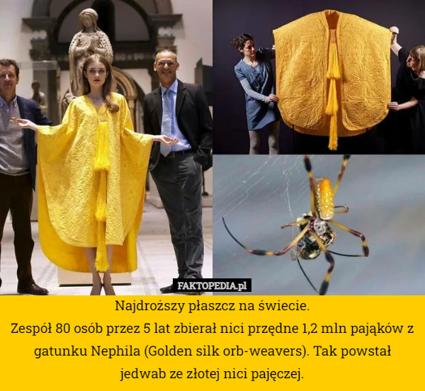 Najdroższy płaszcz na świecie.
Zespół 80 osób przez 5 lat zbierał nici przędne 1,2 mln pająków z gatunku Nephila (Golden silk orb-weavers). Tak powstał jedwab ze złotej nici pajęczej. 
