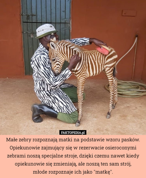 Małe zebry rozpoznają matki na podstawie wzoru pasków. Opiekunowie zajmujący się w rezerwacie osieroconymi zebrami noszą specjalne stroje, dzięki czemu nawet kiedy opiekunowie się zmieniają, ale noszą ten sam strój,
 młode rozpoznaje ich jako "matkę". 