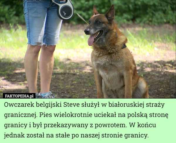 Owczarek belgijski Steve służył w białoruskiej straży granicznej. Pies wielokrotnie uciekał na polską stronę granicy i był przekazywany z powrotem. W końcu jednak został na stałe po naszej stronie granicy. 