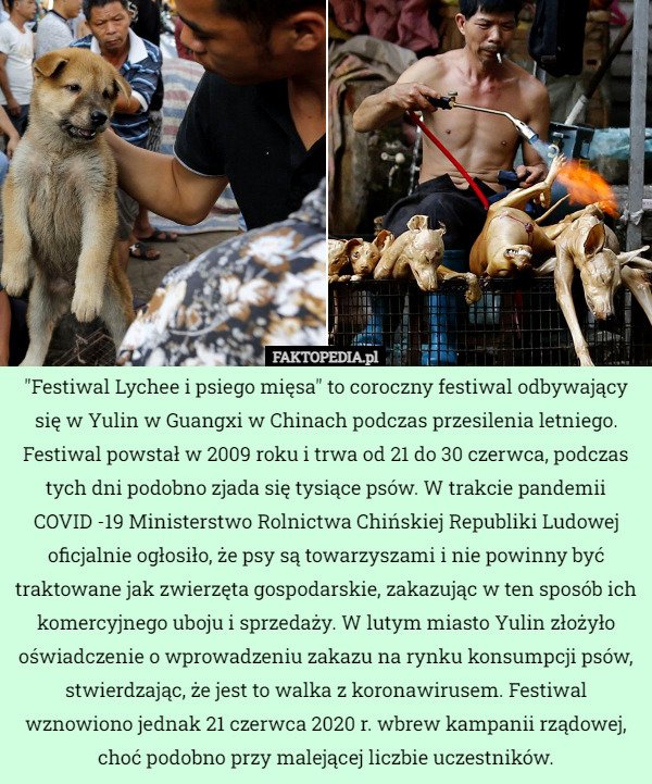 "Festiwal Lychee i psiego mięsa" to coroczny festiwal odbywający się w Yulin w Guangxi w Chinach podczas przesilenia letniego. Festiwal powstał w 2009 roku i trwa od 21 do 30 czerwca, podczas tych dni podobno zjada się tysiące psów. W trakcie pandemii COVID -19 Ministerstwo Rolnictwa Chińskiej Republiki Ludowej oficjalnie ogłosiło, że psy są towarzyszami i nie powinny być traktowane jak zwierzęta gospodarskie, zakazując w ten sposób ich komercyjnego uboju i sprzedaży. W lutym miasto Yulin złożyło oświadczenie o wprowadzeniu zakazu na rynku konsumpcji psów, stwierdzając, że jest to walka z koronawirusem. Festiwal wznowiono jednak 21 czerwca 2020 r. wbrew kampanii rządowej, choć podobno przy malejącej liczbie uczestników. 