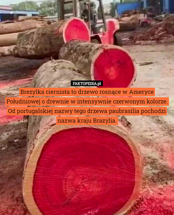 Brezylka ciernista to drzewo rosnące w Ameryce Południowej o drewnie w intensywnie czerwonym kolorze. Od portugalskiej nazwy tego drzewa paubrasilia pochodzi nazwa kraju Brazylia. 
