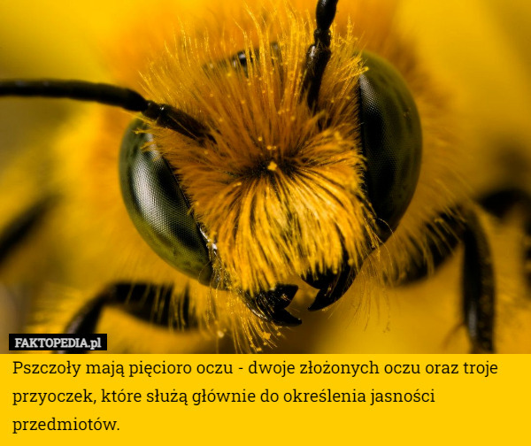 Pszczoły mają pięcioro oczu - dwoje złożonych oczu oraz troje przyoczek, które służą głównie do określenia jasności przedmiotów. 