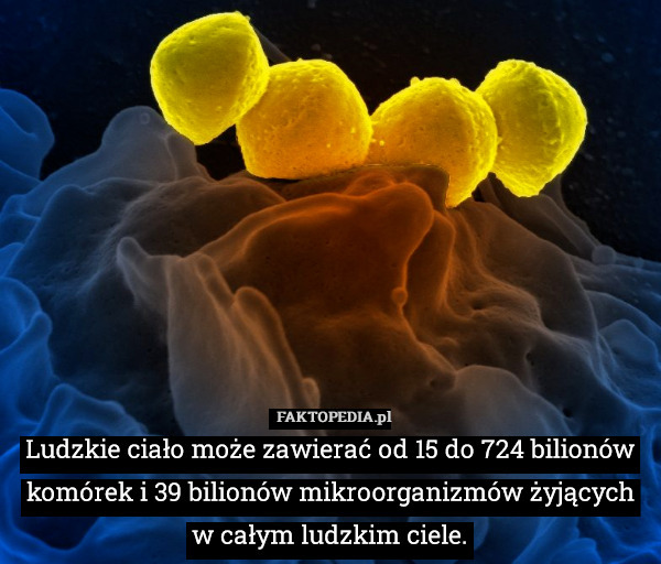 Ludzkie ciało może zawierać od 15 do 724 bilionów komórek i 39 bilionów mikroorganizmów żyjących w całym ludzkim ciele. 