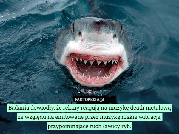 Badania dowiodły, że rekiny reagują na muzykę death metalową
 ze względu na emitowane przez muzykę niskie wibracje, przypominające ruch ławicy ryb. 