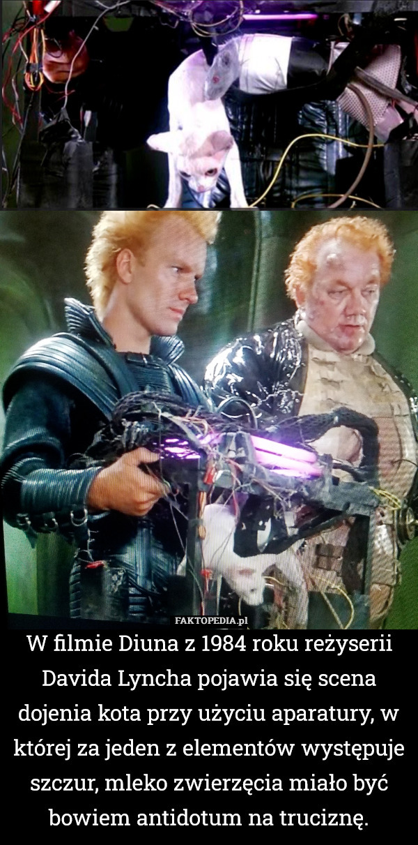W filmie Diuna z 1984 roku reżyserii Davida Lyncha pojawia się scena dojenia kota przy użyciu aparatury, w której za jeden z elementów występuje szczur, mleko zwierzęcia miało być bowiem antidotum na truciznę. 