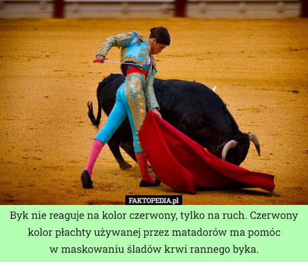 Byk nie reaguje na kolor czerwony, tylko na ruch. Czerwony kolor płachty używanej przez matadorów ma pomóc
w maskowaniu śladów krwi rannego byka. 