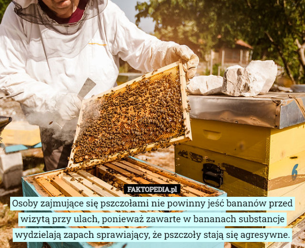 Osoby zajmujące się pszczołami nie powinny jeść bananów przed wizytą przy ulach, ponieważ zawarte w bananach substancje wydzielają zapach sprawiający, że pszczoły stają się agresywne. 