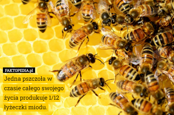 Jedna pszczoła w czasie całego swojego życia produkuje 1/12 łyżeczki miodu. 