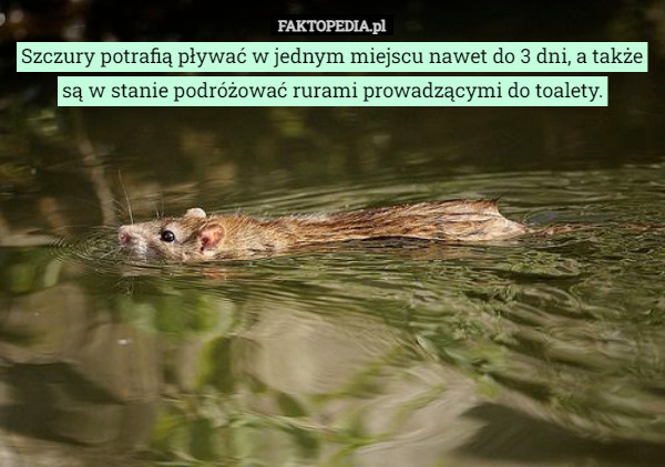 Szczury potrafią pływać w jednym miejscu nawet do 3 dni, a także są w stanie podróżować rurami prowadzącymi do toalety. 