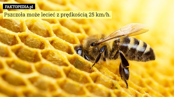 Pszczoła może lecieć z prędkością 25 km/h. 