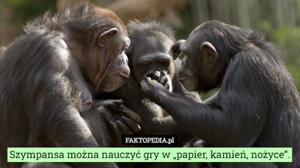 Szympansa można nauczyć gry w „papier, kamień, nożyce”. 