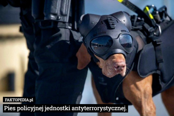Pies policyjnej jednostki antyterrorystycznej. 