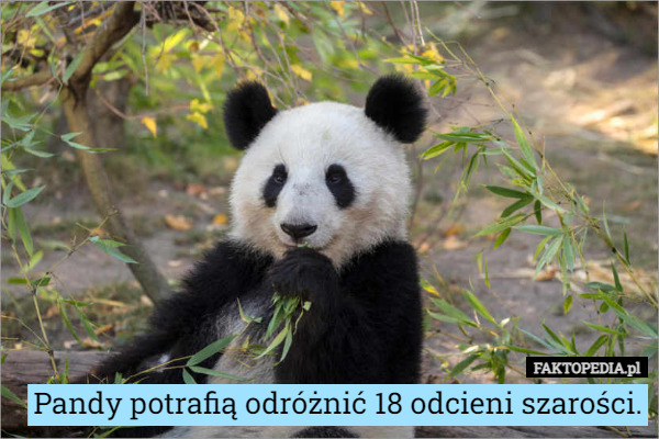 Pandy potrafią odróżnić 18 odcieni szarości. 