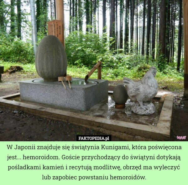 W Japonii znajduje się świątynia Kunigami, która poświęcona jest... hemoroidom. Goście przychodzący do świątyni dotykają pośladkami kamień i recytują modlitwę, obrzęd ma wyleczyć lub zapobiec powstaniu hemoroidów. 