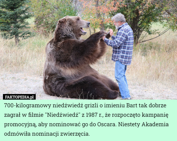 700-kilogramowy niedźwiedź grizli o imieniu Bart tak dobrze zagrał w filmie "Niedźwiedź" z 1987 r., że rozpoczęto kampanię promocyjną, aby nominować go do Oscara. Niestety Akademia odmówiła nominacji zwierzęcia. 