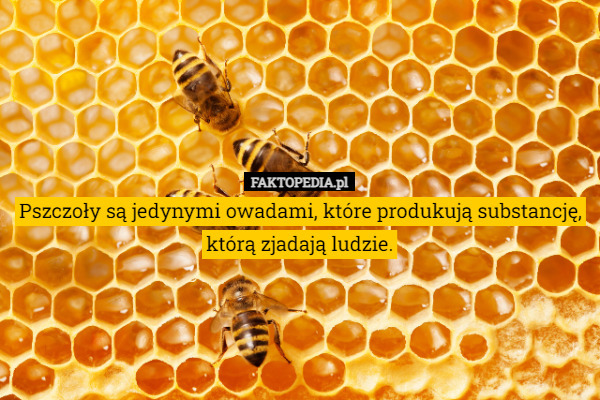 Pszczoły są jedynymi owadami, które produkują substancję, którą zjadają ludzie. 
