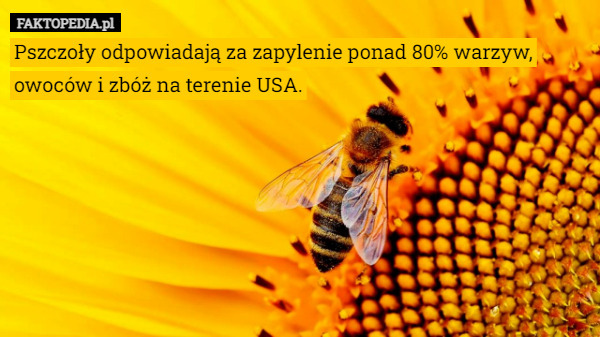 Pszczoły odpowiadają za zapylenie ponad 80% warzyw, owoców i zbóż na terenie USA. 