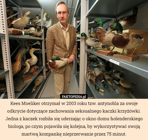 Kees Moeliker otrzymał w 2003 roku tzw. antynobla za swoje odkrycie dotyczące zachowania seksualnego kaczki krzyżówki. Jedna z kaczek rozbiła się uderzając o okno domu holenderskiego biologa, po czym pojawiła się kolejna, by wykorzystywać swoją martwą kompankę nieprzerwanie przez 75 minut. 