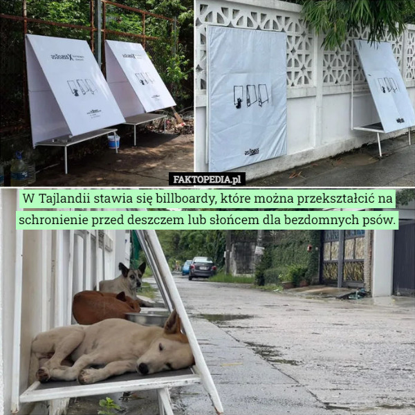 W Tajlandii stawia się billboardy, które można przekształcić na schronienie przed deszczem lub słońcem dla bezdomnych psów. 
