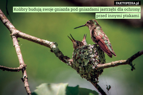 Kolibry budują swoje gniazda pod gniazdami jastrzębi dla ochrony przed innymi ptakami. 
