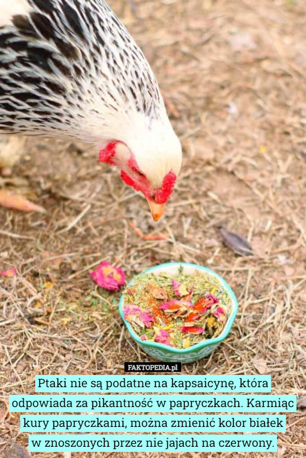 Ptaki nie są podatne na kapsaicynę, która odpowiada za pikantność w papryczkach. Karmiąc kury papryczkami, można zmienić kolor białek
w znoszonych przez nie jajach na czerwony. 