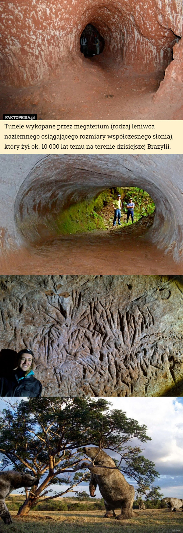 Tunele wykopane przez megaterium (rodzaj leniwca naziemnego osiągającego rozmiary współczesnego słonia), który żył ok. 10 000 lat temu na terenie dzisiejszej Brazylii. 