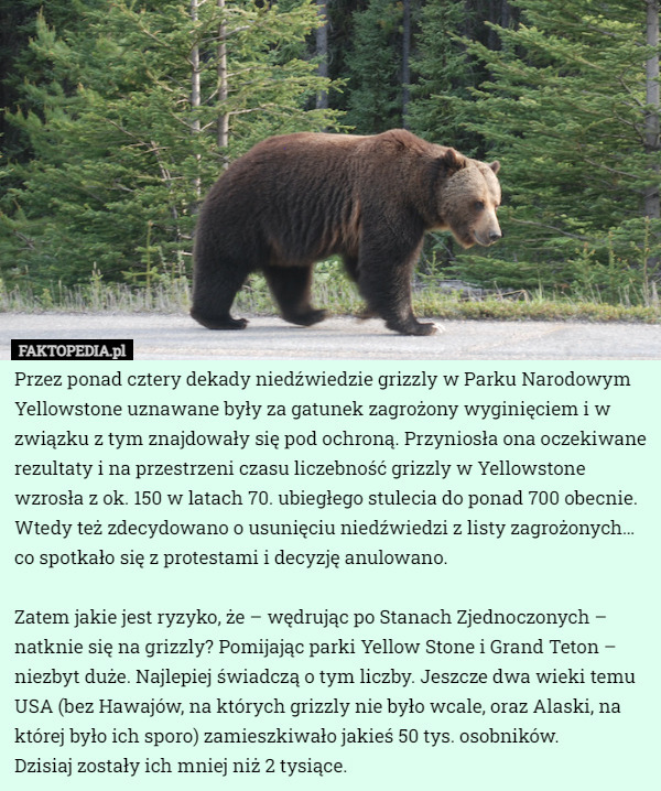 Przez ponad cztery dekady niedźwiedzie grizzly w Parku Narodowym Yellowstone uznawane były za gatunek zagrożony wyginięciem i w związku z tym znajdowały się pod ochroną. Przyniosła ona oczekiwane rezultaty i na przestrzeni czasu liczebność grizzly w Yellowstone wzrosła z ok. 150 w latach 70. ubiegłego stulecia do ponad 700 obecnie. Wtedy też zdecydowano o usunięciu niedźwiedzi z listy zagrożonych… co spotkało się z protestami i decyzję anulowano.

 Zatem jakie jest ryzyko, że – wędrując po Stanach Zjednoczonych – natknie się na grizzly? Pomijając parki Yellow Stone i Grand Teton – niezbyt duże. Najlepiej świadczą o tym liczby. Jeszcze dwa wieki temu USA (bez Hawajów, na których grizzly nie było wcale, oraz Alaski, na której było ich sporo) zamieszkiwało jakieś 50 tys. osobników.
 Dzisiaj zostały ich mniej niż 2 tysiące. 