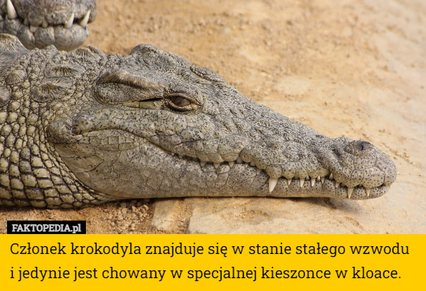 Członek krokodyla znajduje się w stanie stałego wzwodu i jedynie jest chowany w specjalnej kieszonce w kloace. 