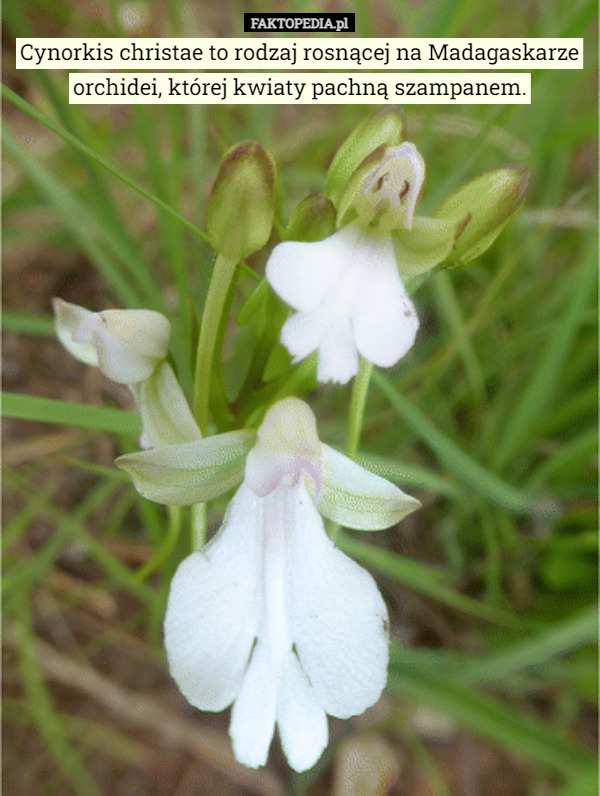 Cynorkis christae to rodzaj rosnącej na Madagaskarze orchidei, której kwiaty pachną szampanem. 
