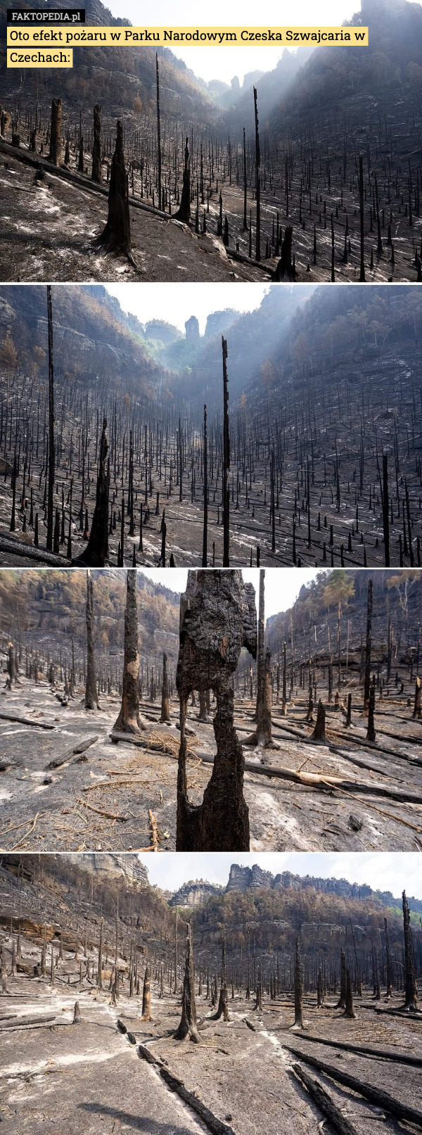 Oto efekt pożaru w Parku Narodowym Czeska Szwajcaria w Czechach: 