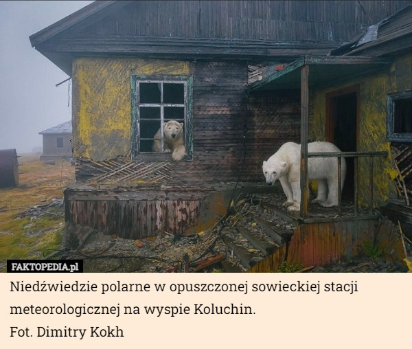 Niedźwiedzie polarne w opuszczonej sowieckiej stacji meteorologicznej na wyspie Koluchin.
Fot. Dimitry Kokh 