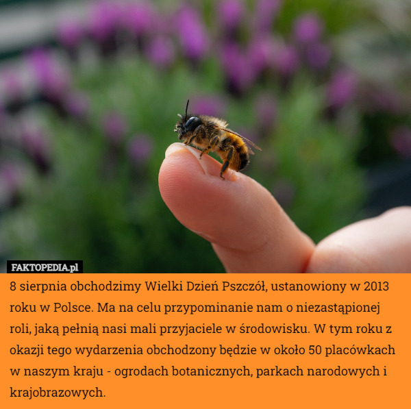 8 sierpnia obchodzimy Wielki Dzień Pszczół, ustanowiony w 2013 roku w Polsce. Ma na celu przypominanie nam o niezastąpionej roli, jaką pełnią nasi mali przyjaciele w środowisku. W tym roku z okazji tego wydarzenia obchodzony będzie w około 50 placówkach w naszym kraju - ogrodach botanicznych, parkach narodowych i krajobrazowych. 
