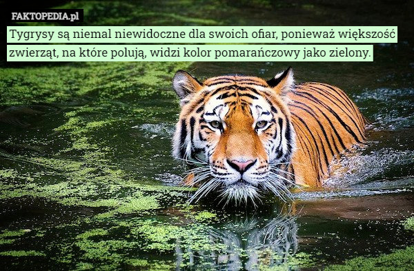 Tygrysy są niemal niewidoczne dla swoich ofiar, ponieważ większość zwierząt, na które polują, widzi kolor pomarańczowy jako zielony. 