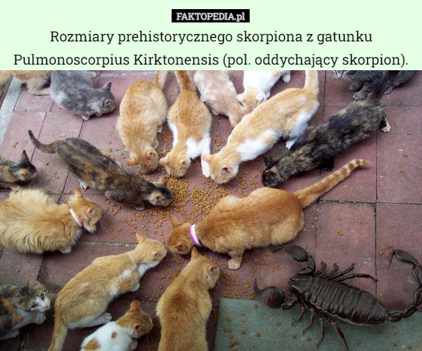 Rozmiary prehistorycznego skorpiona z gatunku Pulmonoscorpius Kirktonensis (pol. oddychający skorpion). 