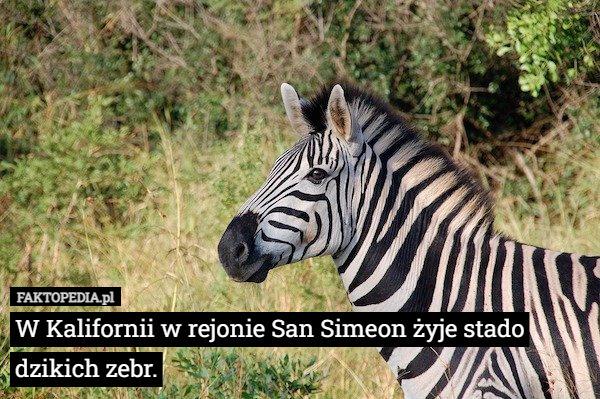 W Kalifornii w rejonie San Simeon żyje stado dzikich zebr. 