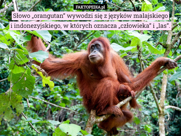 Słowo „orangutan” wywodzi się z języków malajskiego
 i indonezyjskiego, w których oznacza „człowieka” i „las”. 
