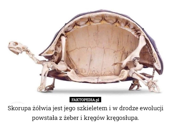 Skorupa żółwia jest jego szkieletem i w drodze ewolucji powstała z żeber i kręgów kręgosłupa. 