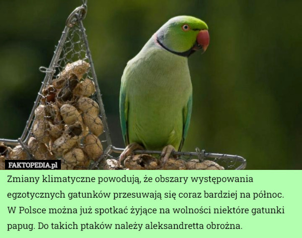 Zmiany klimatyczne powodują, że obszary występowania egzotycznych gatunków przesuwają się coraz bardziej na północ. W Polsce można już spotkać żyjące na wolności niektóre gatunki papug. Do takich ptaków należy aleksandretta obrożna. 