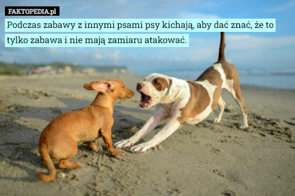 Podczas zabawy z innymi psami psy kichają, aby dać znać, że to tylko zabawa i nie mają zamiaru atakować. 